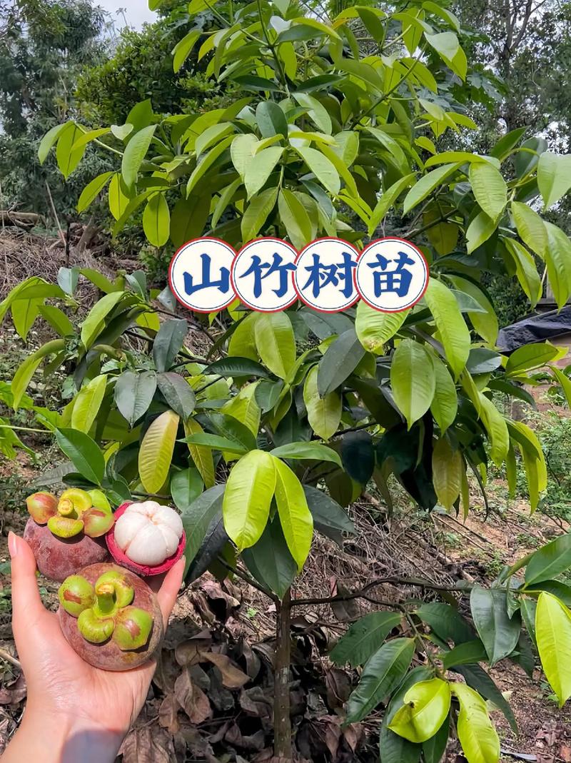 野生水果竹节子人工种植方法是什么，水果家庭种植教程图片大全。 野生水果竹节子人工种植方法是什么，水果家庭种植教程图片大全。 土壤施肥