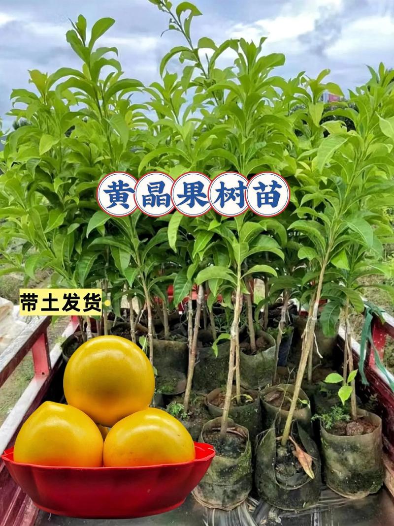 黄晶果浙江可以种植吗，浙江种植水果网站有哪些。 黄晶果浙江可以种植吗，浙江种植水果网站有哪些。 土壤施肥