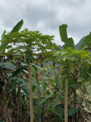 桂林恭城有哪些好玩的地方，荒岭适合种植什么水果树。 桂林恭城有哪些好玩的地方，荒岭适合种植什么水果树。 家禽养殖