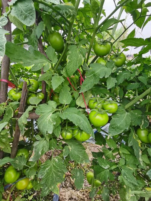 在农村做蔬菜水果生意，怎么样，农村种植水果好吗现在。 在农村做蔬菜水果生意，怎么样，农村种植水果好吗现在。 蔬菜种植