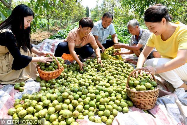 安徽适合种植什么水果，亳州主要种植水果有哪些。 安徽适合种植什么水果，亳州主要种植水果有哪些。 家禽养殖