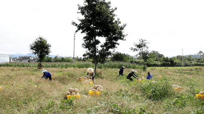 在贵州黔南农村做什么能挣钱？地摊，黔南水果种植面积排名榜。 在贵州黔南农村做什么能挣钱？地摊，黔南水果种植面积排名榜。 土壤施肥