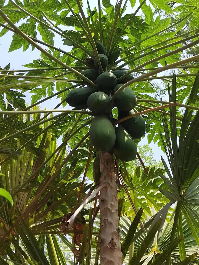 西双版纳热带雨林适合种什么水果，西双版纳水果种植基地有哪些。 西双版纳热带雨林适合种什么水果，西双版纳水果种植基地有哪些。 蔬菜种植