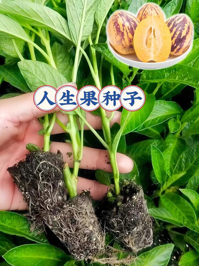 果树种子什么时候播种，水果种子季节种植方法。 果树种子什么时候播种，水果种子季节种植方法。 水果种植