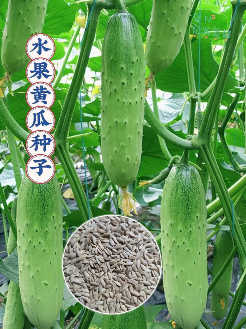 家庭种植花果蔬，种子种苗哪里去找，种植水果种子图片大全。 家庭种植花果蔬，种子种苗哪里去找，种植水果种子图片大全。 家禽养殖