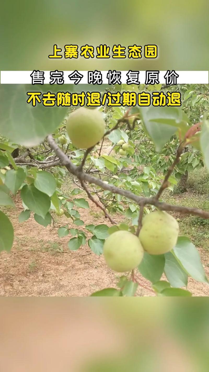 保定哪里有大白杏采摘，河北保定秋季水果种植时间。 保定哪里有大白杏采摘，河北保定秋季水果种植时间。 蔬菜种植