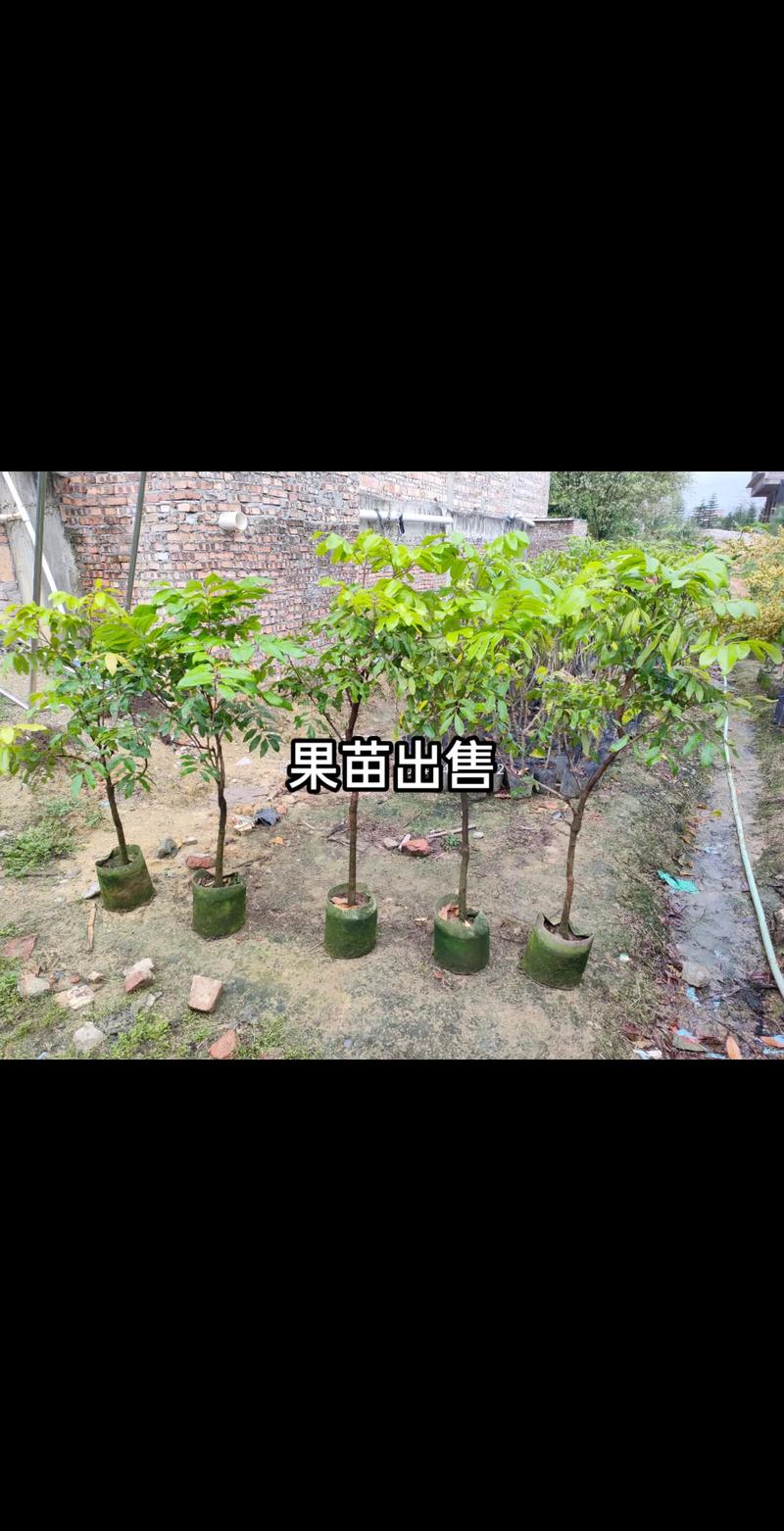 哪些果树可以扦插栽培，种植的水果苗有哪些。 哪些果树可以扦插栽培，种植的水果苗有哪些。 家禽养殖