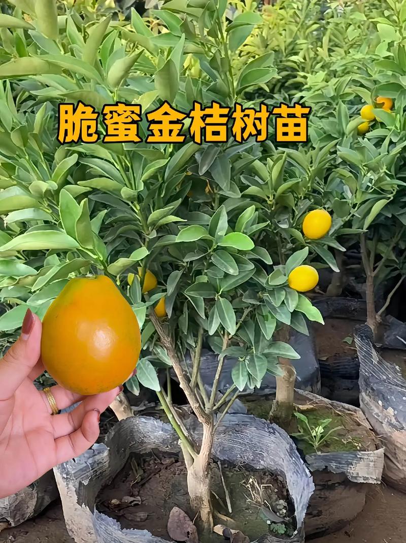 金柑在哪卖，深圳南澳水果种植基地。 金柑在哪卖，深圳南澳水果种植基地。 水果种植