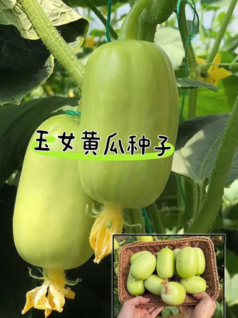 广西夏季在阳台上适合种什么菜，夏天阳台种植什么水果最好。 广西夏季在阳台上适合种什么菜，夏天阳台种植什么水果最好。 土壤施肥