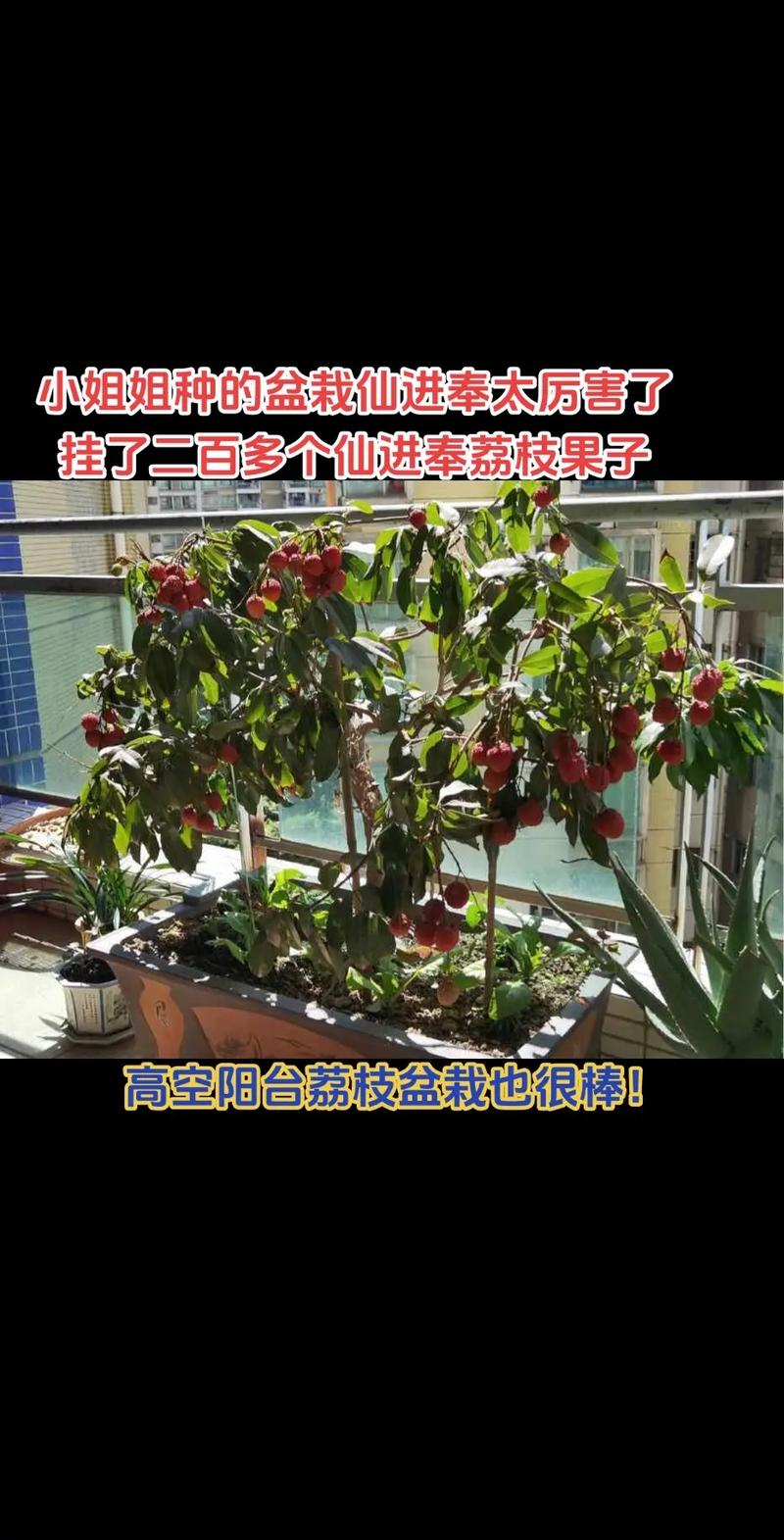 水果盆栽种植方法，种植盆栽水果方法视频。 水果盆栽种植方法，种植盆栽水果方法视频。 家禽养殖