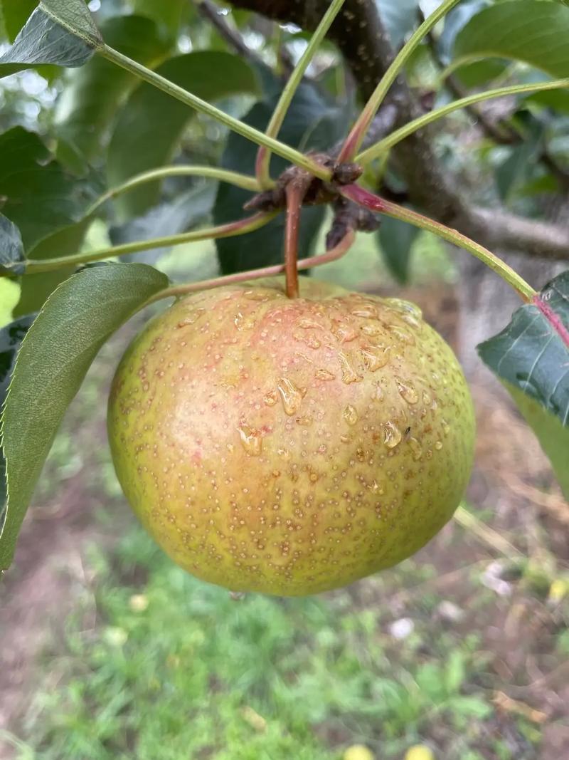 吉林地区适合种植什么水果可以致富，吉林种植什么水果最好。 吉林地区适合种植什么水果可以致富，吉林种植什么水果最好。 水果种植