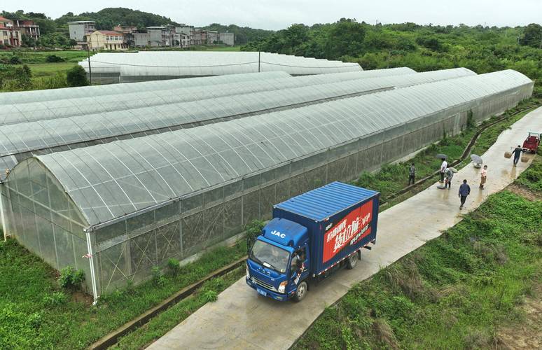 1825水果玉米南方可以种吗，2017年南方水果种植面积。 1825水果玉米南方可以种吗，2017年南方水果种植面积。 蔬菜种植