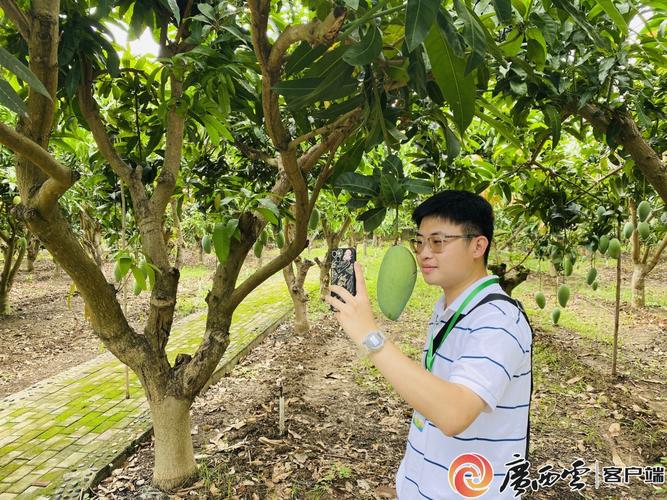 广西横县有什么特产，横县农村水果种植基地在哪里。 广西横县有什么特产，横县农村水果种植基地在哪里。 家禽养殖