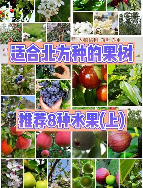 北方夏季适合种什么果树，辽宁地区种植哪些水果品种。 北方夏季适合种什么果树，辽宁地区种植哪些水果品种。 家禽养殖