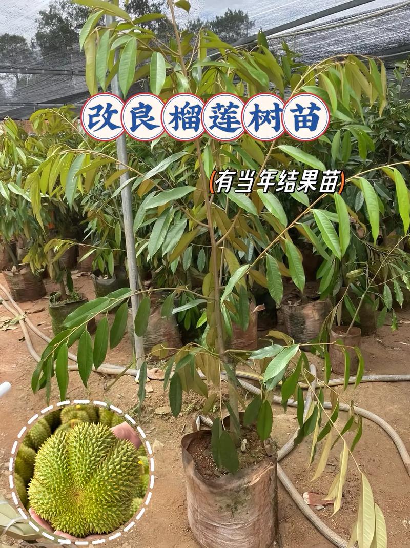 上海立坤食品有限公司官网，松江榴莲水果种植基地地址。 上海立坤食品有限公司官网，松江榴莲水果种植基地地址。 蔬菜种植