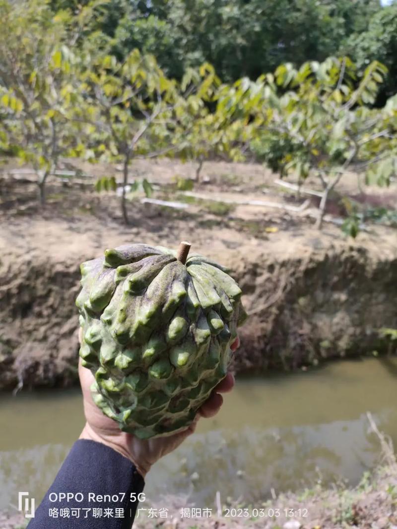 凤梨释迦果江西适合种吗，江西本土水果种植基地有哪些。 凤梨释迦果江西适合种吗，江西本土水果种植基地有哪些。 蔬菜种植