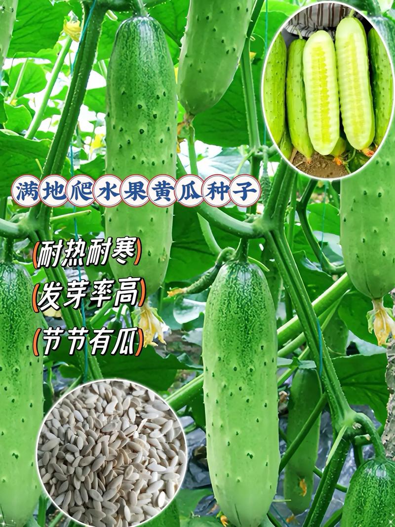 闽南有哪些水果可以适合种植，幼儿水果种植区图片大全。 闽南有哪些水果可以适合种植，幼儿水果种植区图片大全。 畜牧养殖