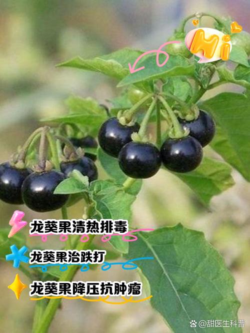 什么水果最能抗热抗旱，什么水果高温种植最好。 什么水果最能抗热抗旱，什么水果高温种植最好。 家禽养殖