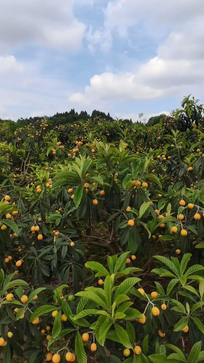 枇杷在河北石家庄能种植吗，成都大丰种植什么水果最多。 枇杷在河北石家庄能种植吗，成都大丰种植什么水果最多。 家禽养殖