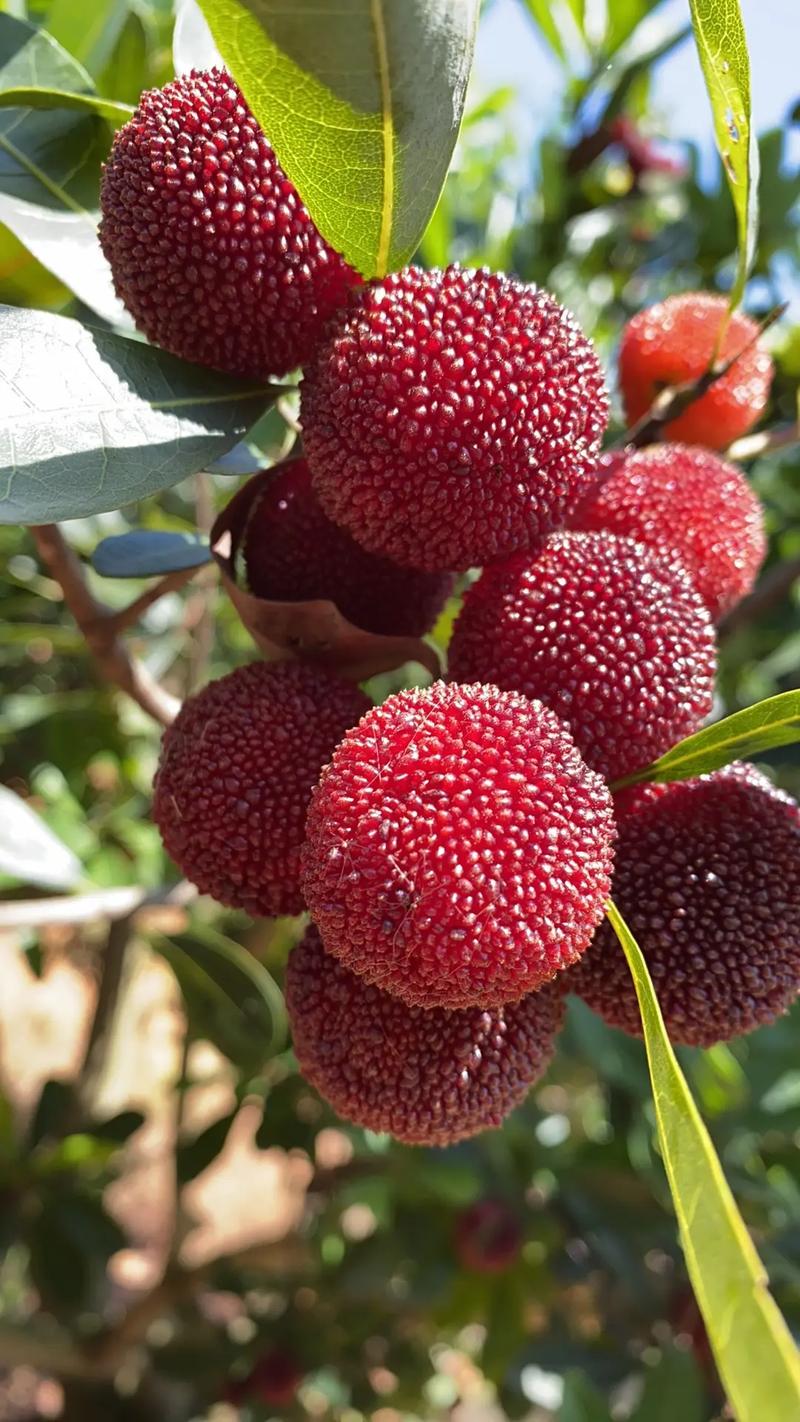 杨梅种植技术，杨梅水果种植技术与管理。 杨梅种植技术，杨梅水果种植技术与管理。 畜牧养殖