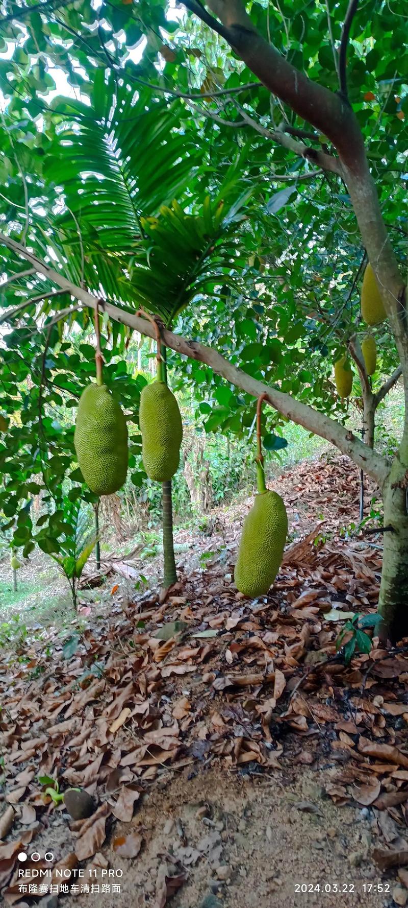 海南适合种植什么果树，海南值得种植的水果有哪些。 海南适合种植什么果树，海南值得种植的水果有哪些。 畜牧养殖