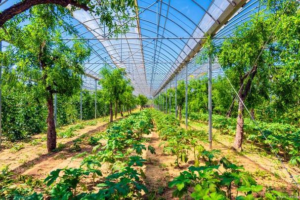 东北大棚能种植什么水果，东北院里种植水果好吗视频。 东北大棚能种植什么水果，东北院里种植水果好吗视频。 畜牧养殖