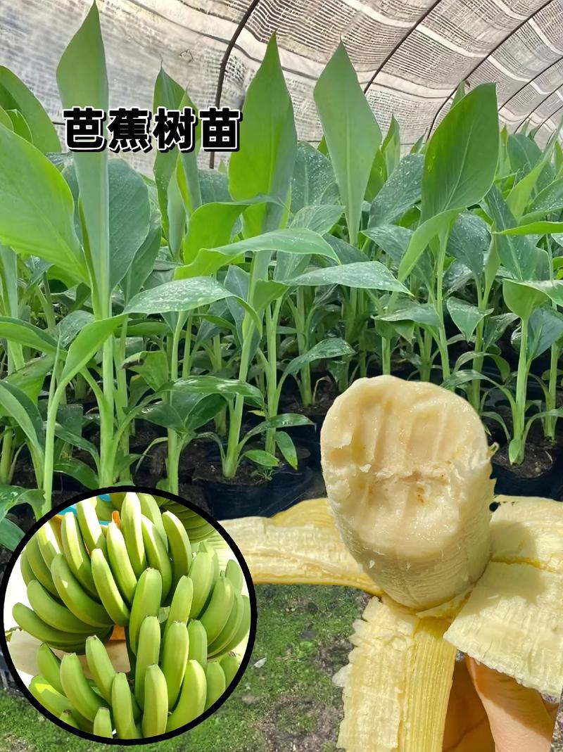 辽宁可以种香蕉吗，东北种植热带水果有哪些。 辽宁可以种香蕉吗，东北种植热带水果有哪些。 畜牧养殖