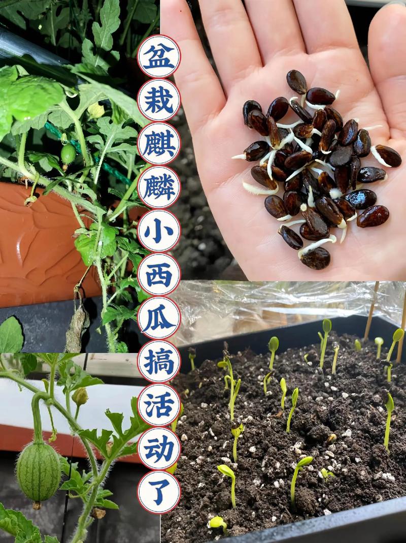 新开垦旱地种什么水果合适，西瓜新手种植水果技巧。 新开垦旱地种什么水果合适，西瓜新手种植水果技巧。 畜牧养殖