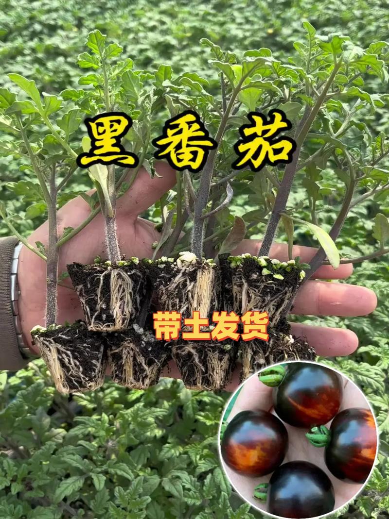 东山种植黑珍珠的多吗，水果种植致富模范事迹材料。 东山种植黑珍珠的多吗，水果种植致富模范事迹材料。 水果种植