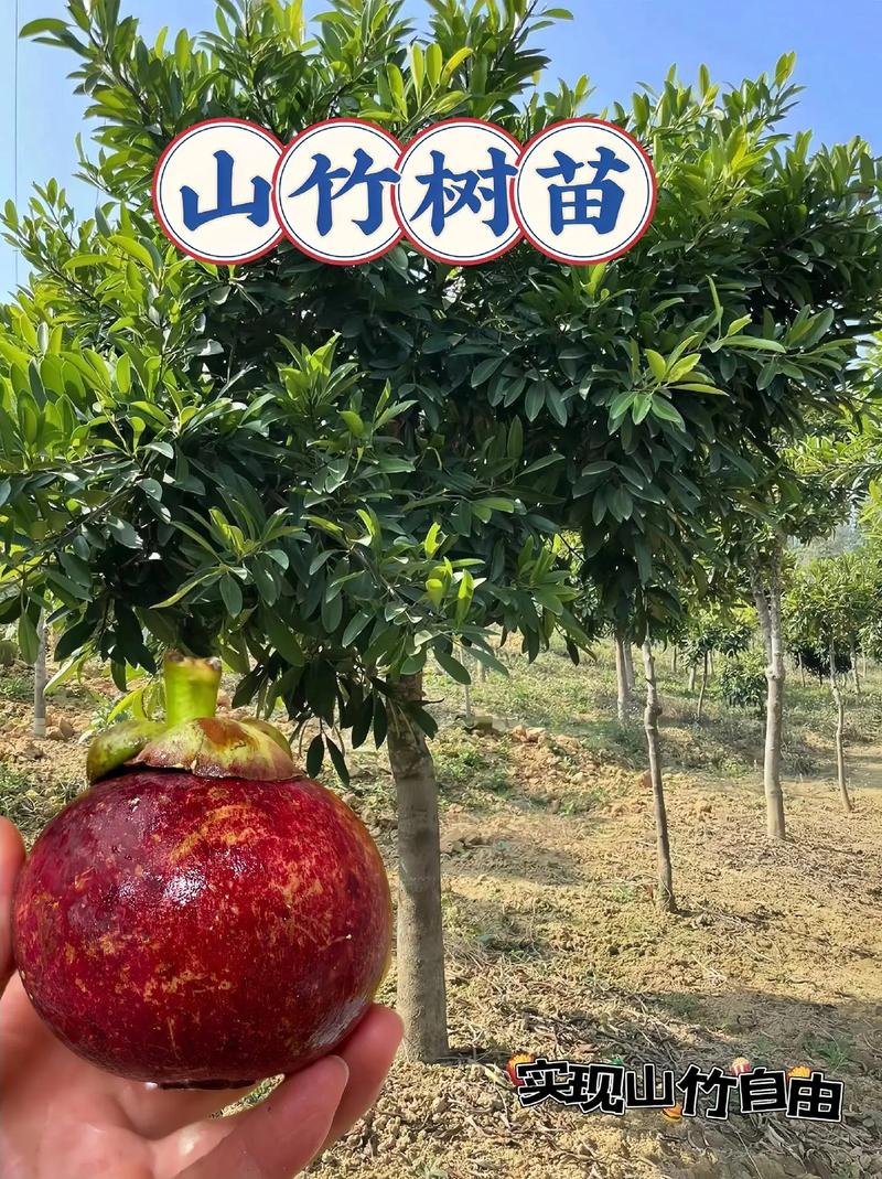 山上适合种植什么，上山适合种植什么水果树。 山上适合种植什么，上山适合种植什么水果树。 蔬菜种植