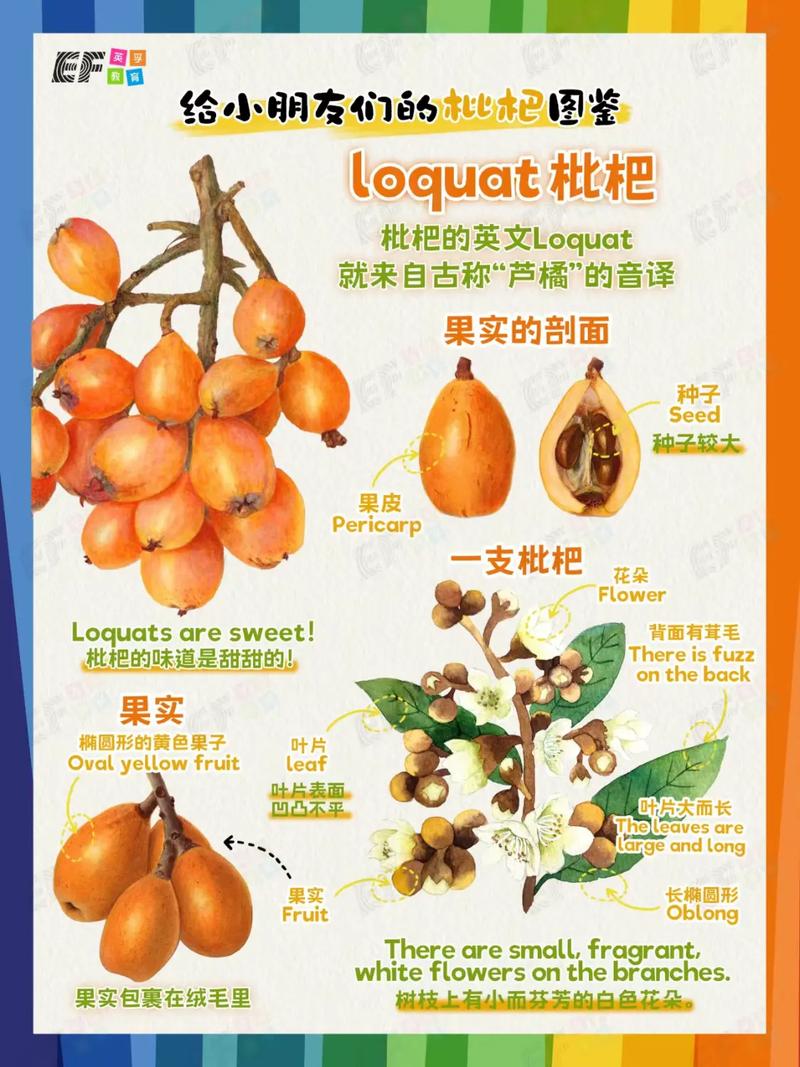 枇杷籽怎么种，水果子种植技巧和方法。 枇杷籽怎么种，水果子种植技巧和方法。 水果种植