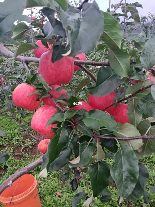 陆良苹果是什么品种，中秋华硕苹果苗基地。 陆良苹果是什么品种，中秋华硕苹果苗基地。 土壤施肥