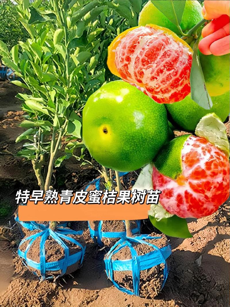 北方冬季盛产什么水果，北方越冬水果种植技术与管理。 北方冬季盛产什么水果，北方越冬水果种植技术与管理。 畜牧养殖