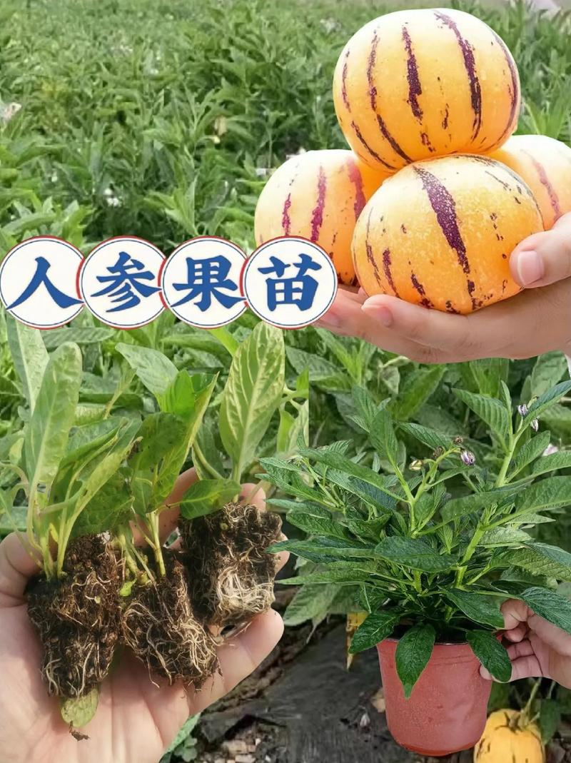 果树种植。如何有效调节营养生长与生殖生长，果树水果的种植方法有哪些。 果树种植。如何有效调节营养生长与生殖生长，果树水果的种植方法有哪些。 蔬菜种植