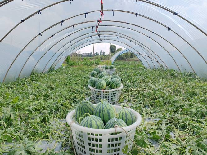 用大棚种什么水果挣钱，最值钱水果种植基地。 用大棚种什么水果挣钱，最值钱水果种植基地。 蔬菜种植