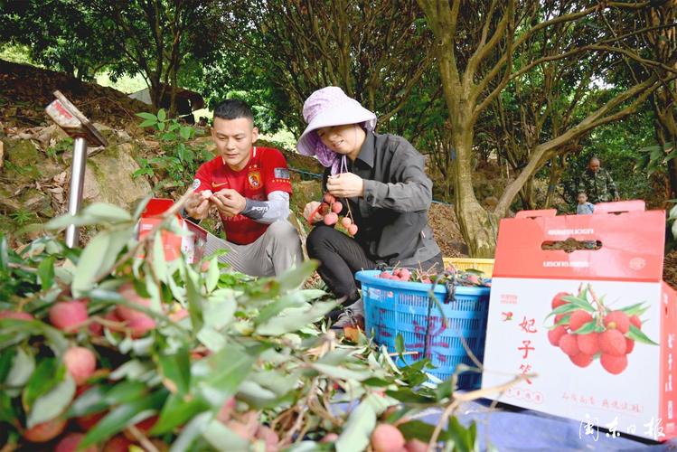 宁德蕉城荔枝采摘地方，宁德水果种植面积排名榜。 宁德蕉城荔枝采摘地方，宁德水果种植面积排名榜。 畜牧养殖