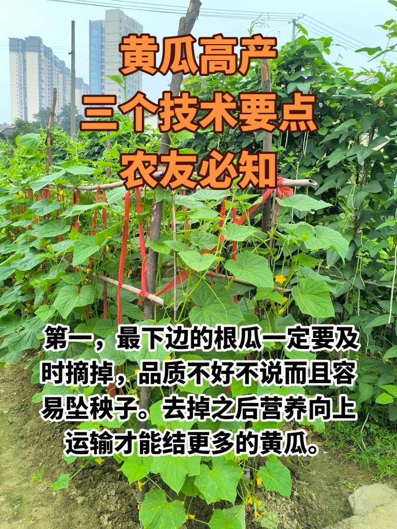 怎么种植水果黄瓜的方法，水果黄瓜种植小技巧视频。 怎么种植水果黄瓜的方法，水果黄瓜种植小技巧视频。 畜牧养殖