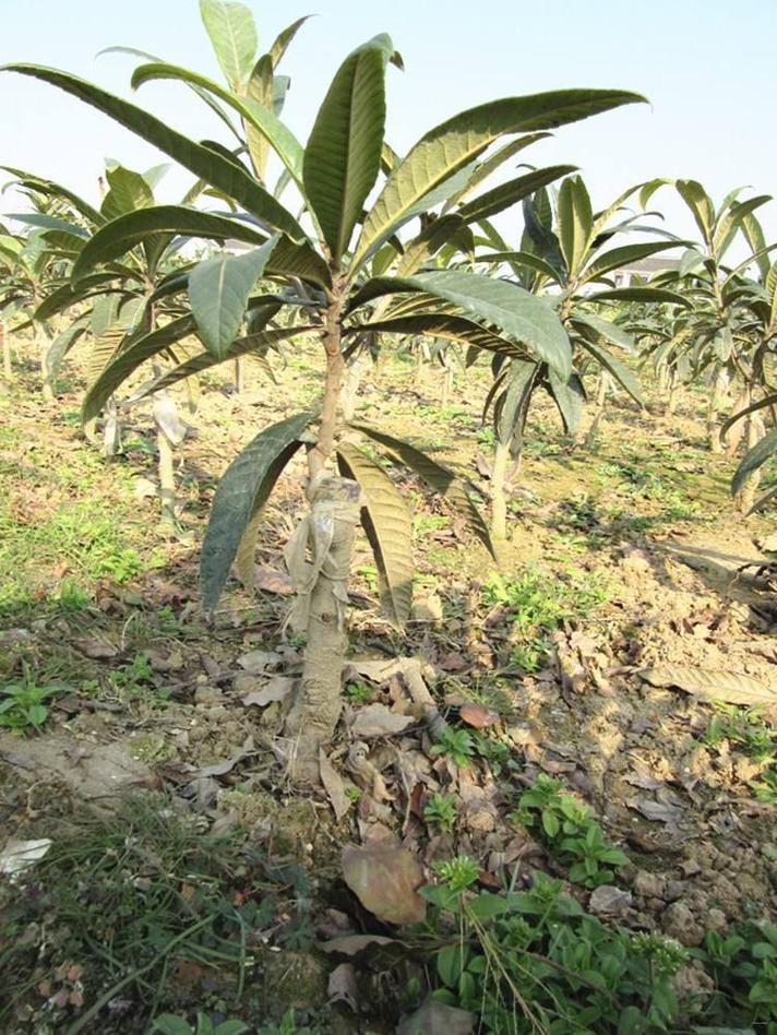 枇杷怎么种植，枇杷树种植方法，芘芭怎么种。 枇杷怎么种植，枇杷树种植方法，芘芭怎么种。 土壤施肥