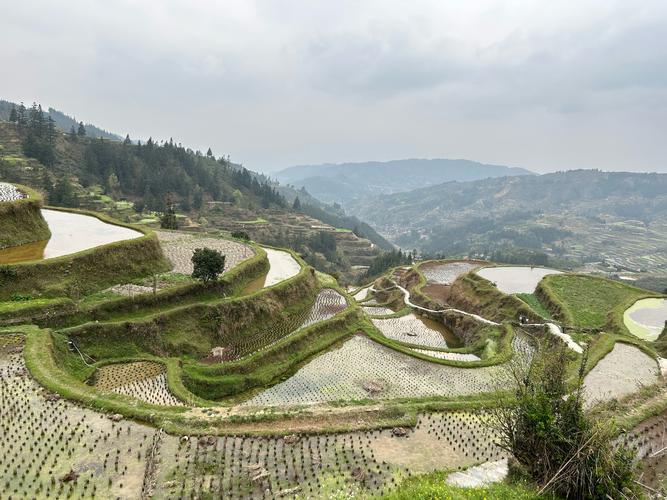 你喜欢贵州吗，黎平县水果种植基地地址在哪里。 你喜欢贵州吗，黎平县水果种植基地地址在哪里。 畜牧养殖