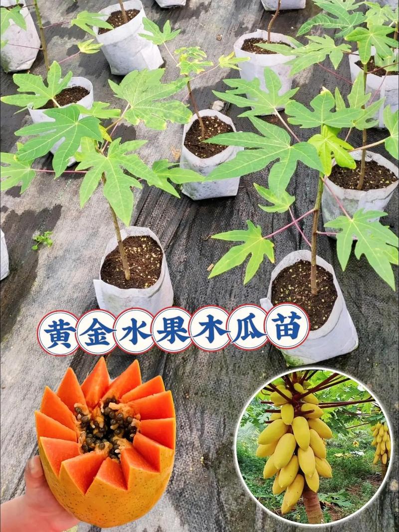 如何做好水果，农产品线上，线下经营，湖北水果种植基地。 如何做好水果，农产品线上，线下经营，湖北水果种植基地。 土壤施肥