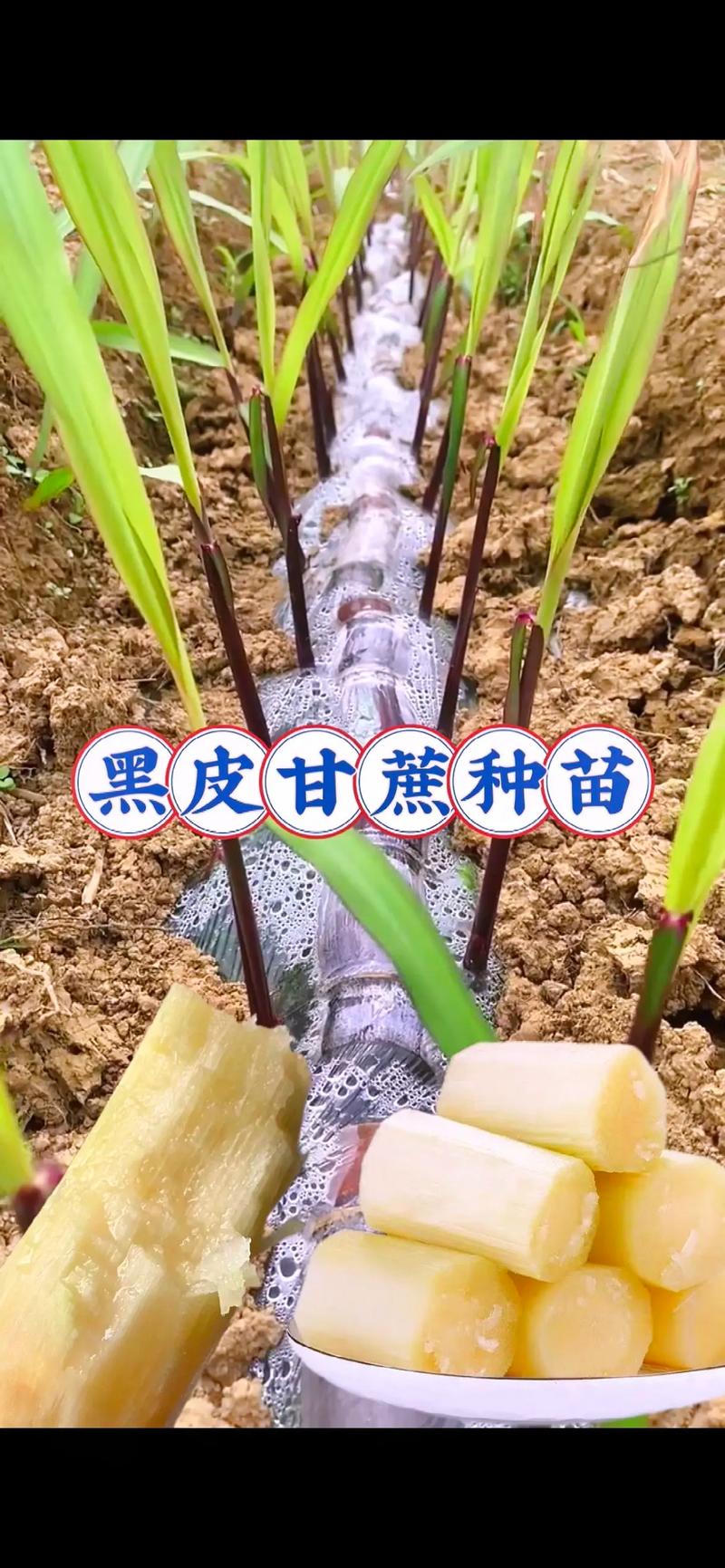 黑皮甘蔗小苗管理方法，水果黑皮甘蔗的种植方法。 黑皮甘蔗小苗管理方法，水果黑皮甘蔗的种植方法。 畜牧养殖