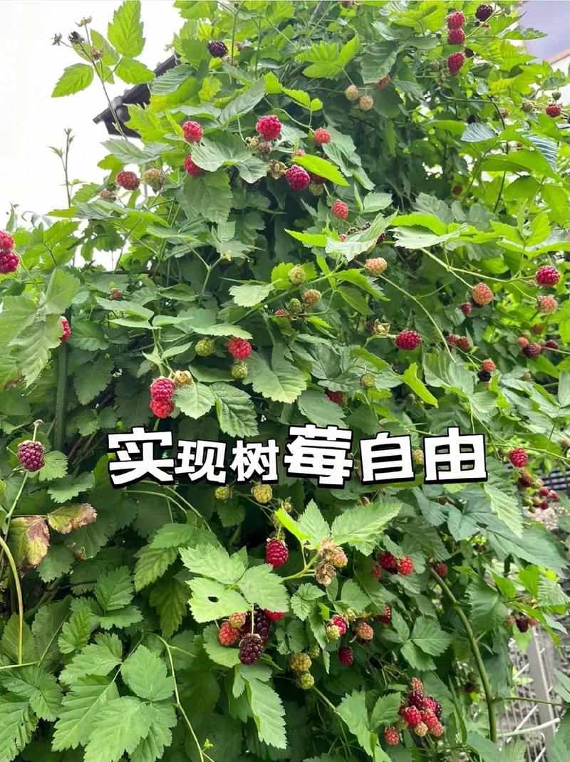 黑莓阳台种植方法，英国黑莓水果种植条件。 黑莓阳台种植方法，英国黑莓水果种植条件。 畜牧养殖