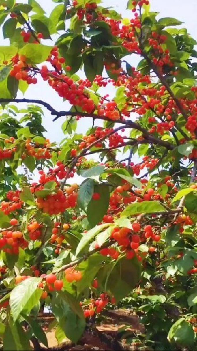 西乡樱桃沟采摘时间，汉中哪里有水果种植基地。 西乡樱桃沟采摘时间，汉中哪里有水果种植基地。 畜牧养殖