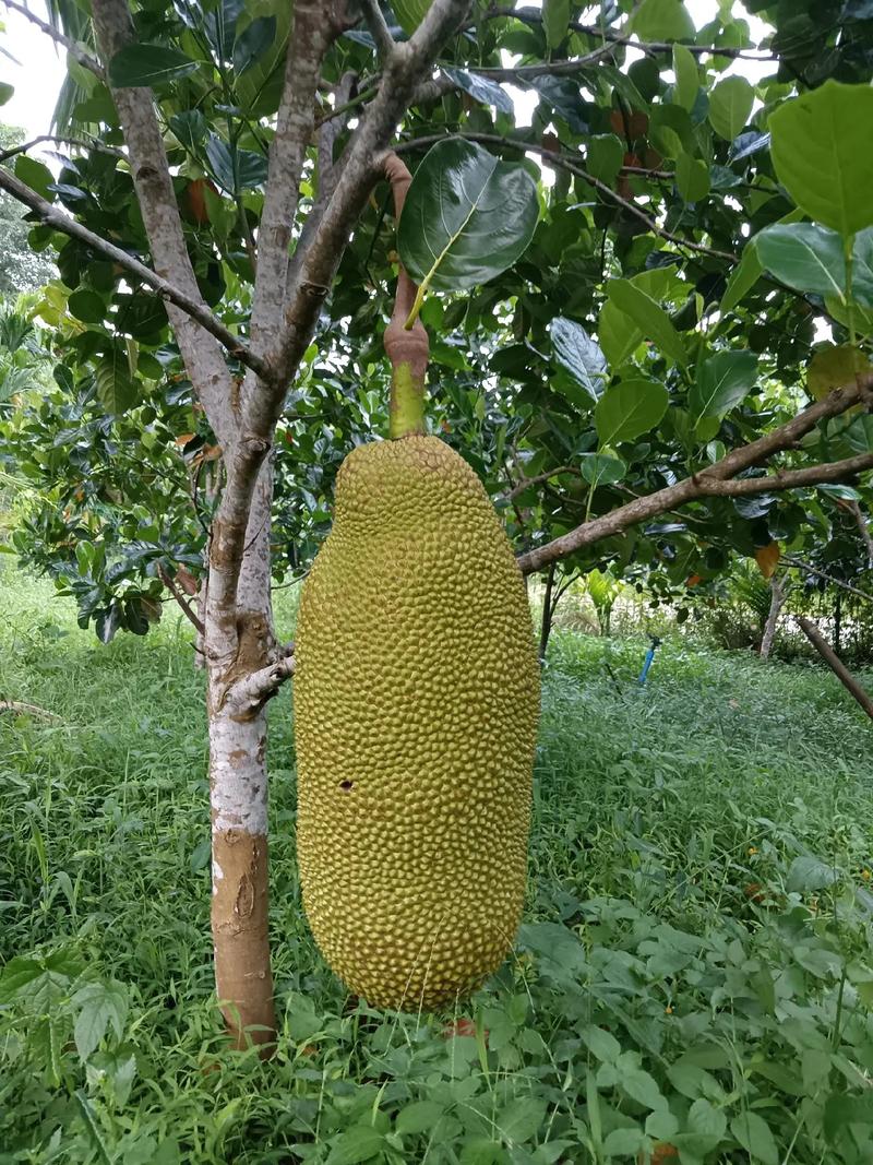 湖南永州可以种植波萝眯吗，湖南永州水果种植基地。 湖南永州可以种植波萝眯吗，湖南永州水果种植基地。 水果种植