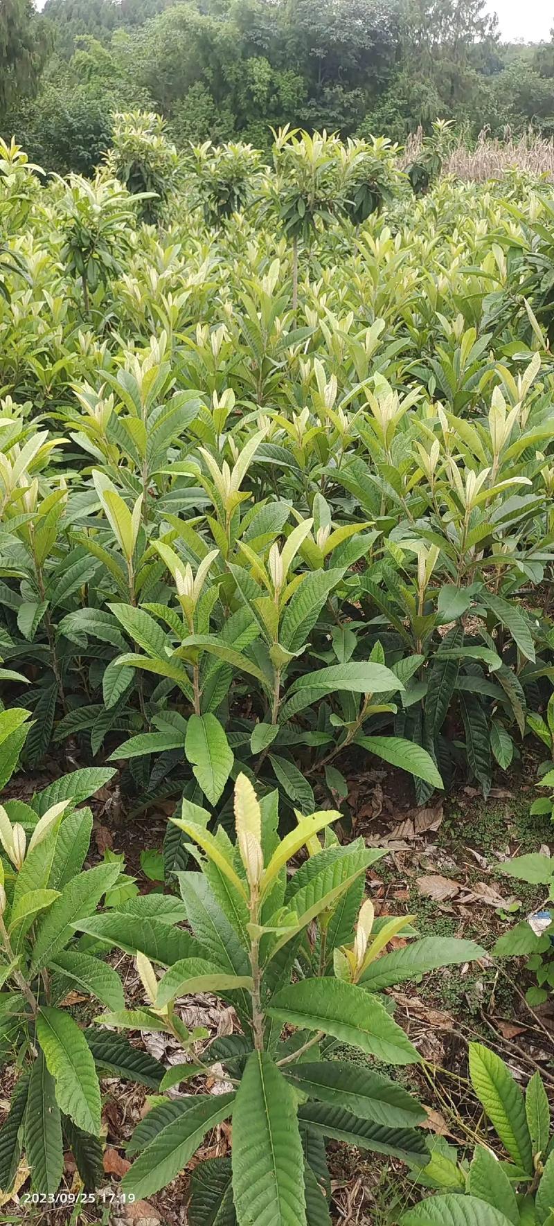 枇杷育苗三要素是什么，苗农怎样培育优质嫁接苗，种植枇杷水果怎么种植。 枇杷育苗三要素是什么，苗农怎样培育优质嫁接苗，种植枇杷水果怎么种植。 家禽养殖