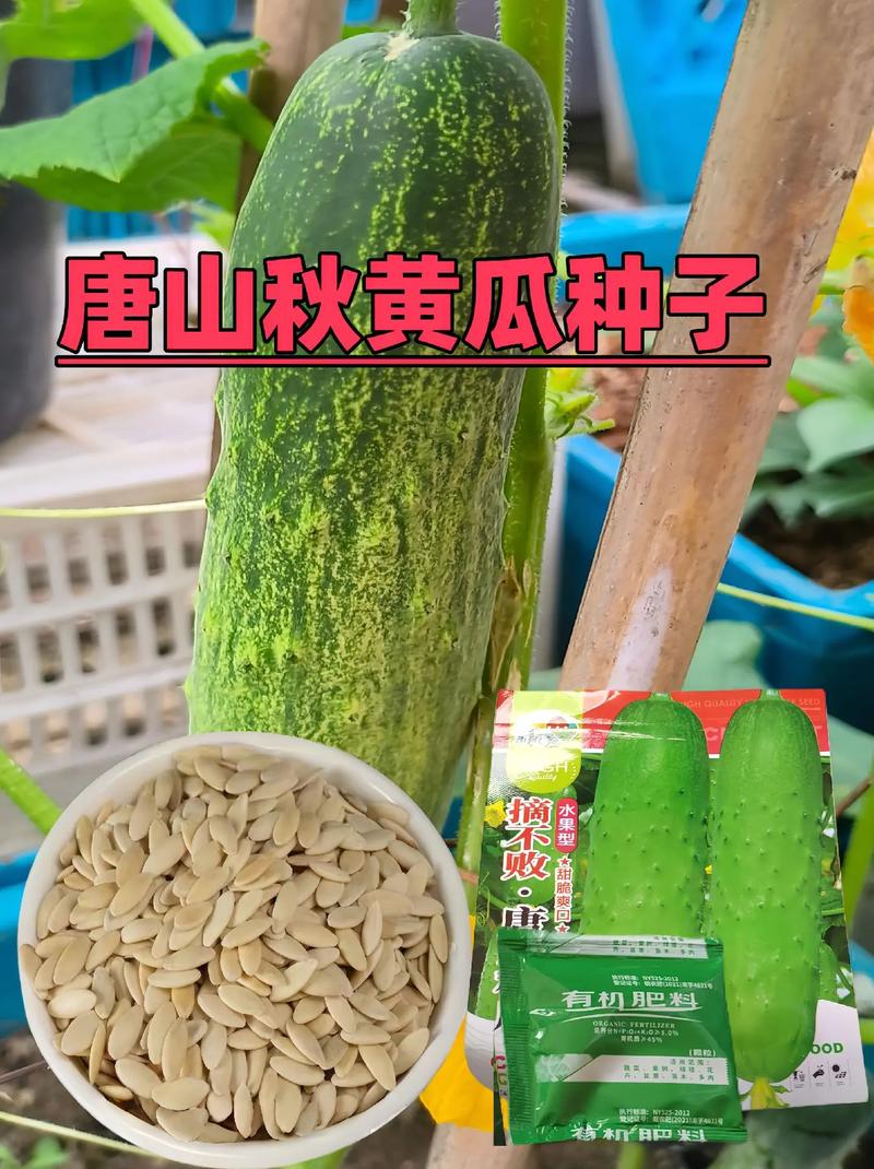 种植冷棚西红柿苗，该如何防冻，肃宁水果黄瓜种植面积多少亩。 种植冷棚西红柿苗，该如何防冻，肃宁水果黄瓜种植面积多少亩。 畜牧养殖