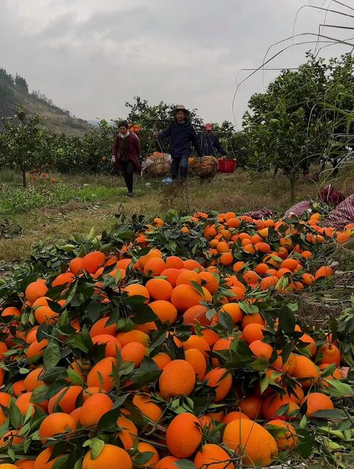 广州哪里拿水果最便宜，同德乡水果种植基地。 广州哪里拿水果最便宜，同德乡水果种植基地。 蔬菜种植