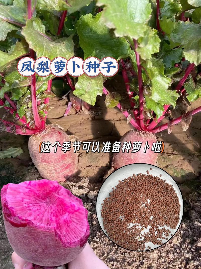 水果萝卜什么时候播种，水果萝卜蔬菜种植方法。 水果萝卜什么时候播种，水果萝卜蔬菜种植方法。 蔬菜种植