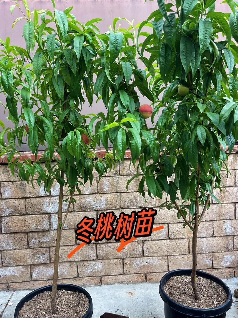 冬天可以种植果树吗？哪些果树在冬天可以种植呢，冬季种植水果的好处有哪些。 冬天可以种植果树吗？哪些果树在冬天可以种植呢，冬季种植水果的好处有哪些。 畜牧养殖