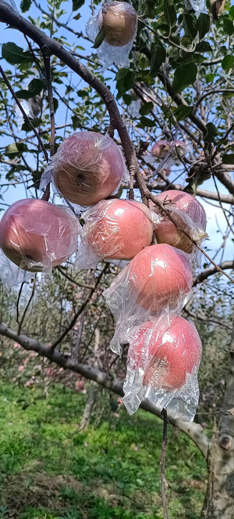 你们觉得山西运城有哪些好吃的让你忘不掉的水果，运城可以种植哪些水果树。 你们觉得山西运城有哪些好吃的让你忘不掉的水果，运城可以种植哪些水果树。 家禽养殖